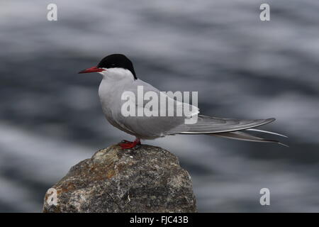 Arktischseeschwalbe, auf Felsen stehend, Meereshintergrund Stockfoto