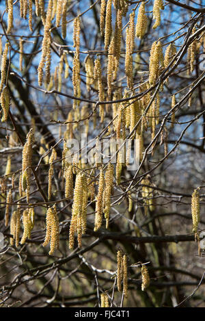 Hazel Catkin Blumen auf einem Bäumchen Hazel bei Fairburn Ings in der Nähe von Castleford West Yorkshire England Vereinigtes Königreich UK Stockfoto