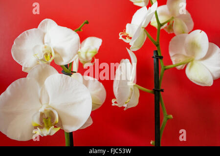 Weiße Orchidee mit rotem Hintergrund Stockfoto