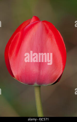 Tulipa 'Gudoshnik' einfach, helle rote Tulpe Stockfoto
