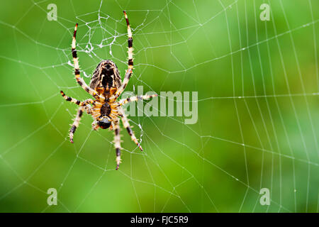 Spinne (Garten oder Araneus Diadematus) Unterseite im Web mit soft-Focus-grünen Hintergrund. Landschaft-Format Makro Nahaufnahme. Stockfoto