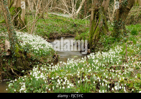 Schneeglöckchen (Galanthus Nivalis) angesammelt wurden in alten Hasel Niederwald in der Nähe von Petworth, West Sussex, UK. Februar. Stockfoto