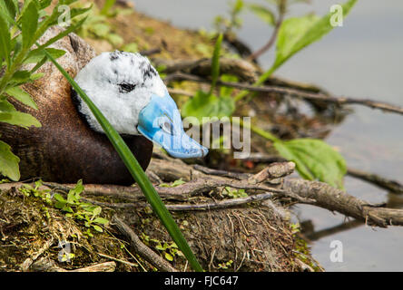 Weiße Leitung Ente (Oxyura leucocephala) auf der Bank hinter Vegetation blauer Schnabel klar hervorgeht. Im Querformat. Ähnlich wie Ente, bräunlich. Stockfoto