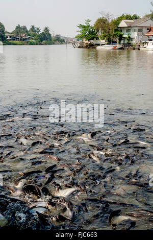 Thailand Ayutthaya Fische im Pa Sak Fluss wo es den Fluss Chao Phraya außerhalb Wat Phanan Choeng Worawihan Adrian Bak schließt sich Stockfoto