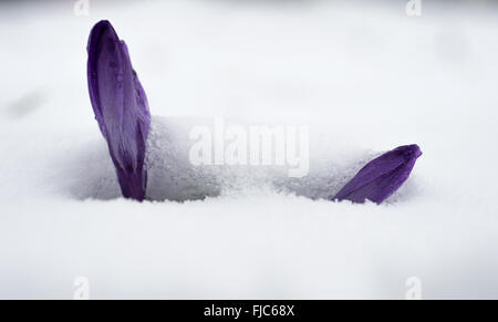 München, Deutschland. 1. März 2016. Ein Krokus kämpft sich durch eine Schicht aus Schnee in München, 1. März 2016. Foto: Sven Hoppe/Dpa/Alamy Live News Stockfoto