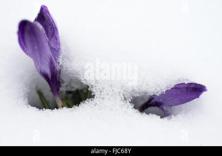 München, Deutschland. 1. März 2016. Ein Krokus kämpft sich durch eine Schicht aus Schnee in München, 1. März 2016. Foto: Sven Hoppe/Dpa/Alamy Live News Stockfoto