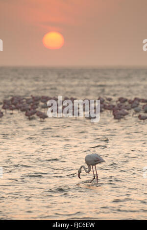 Flamingo in Walvis Bay Feuchtgebiete Stockfoto