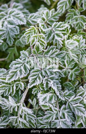 Aufrechte Hedge-Petersilie - Torilis Japonica, frisches Wachstum auf Frost bedeckt. Stockfoto