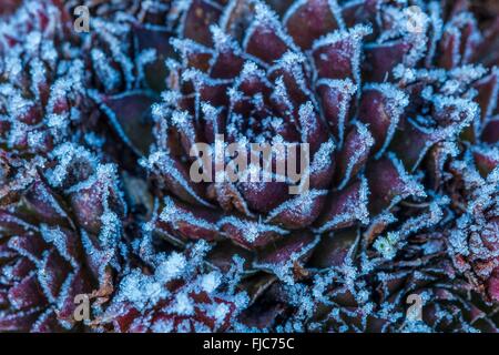 Sempervivum Tectorum - gemeinsame Hauswurz bedeckt in Frost Kristallen. Stockfoto