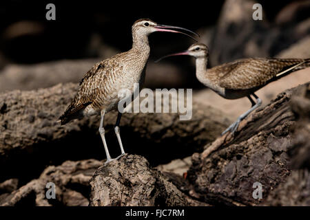 Wildtiere aus Panama mit Skurbelvögeln im Mangrovenwald von Golfo de Montijo, Pazifikküste, Provinz Veraguas, Republik Panama. Stockfoto