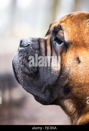 Porträt der Hunderasse English Mastiff closeup Stockfoto