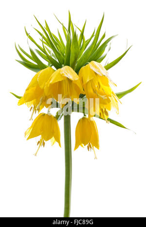 Fritillaria Imperialis (Kaiserkrone oder Kaisers Krone) isoliert auf weißem Hintergrund gelb Stockfoto