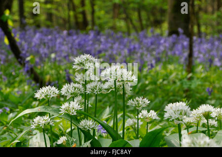 Ransomen (Bärlauch) wächst in einem Holz mit bluebells nr Frome, Somerset UK Stockfoto