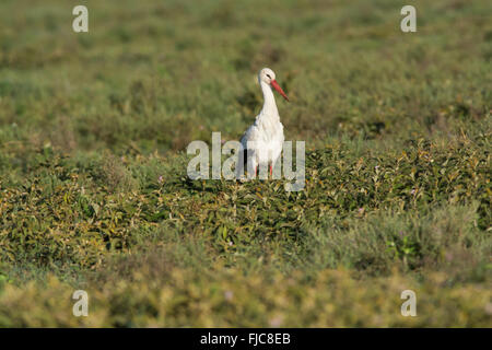 Weißer Storch (Ciconia Ciconia) auf Nahrungssuche in der Ngorongoro Crater, Tansania Stockfoto