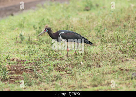 Die Abdim Storch (Ciconia Abdimii) auf Nahrungssuche in der Ngorongoro Crater, Tansania Stockfoto