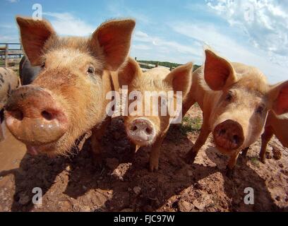 Hausschweine auf der Keenbell Farm in Freilandhaltung Weide 25. Februar 2016 in Rockville, MD, Stockfoto