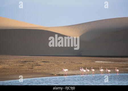 Flamingos in der Walfischbucht Feuchtgebiet Stockfoto