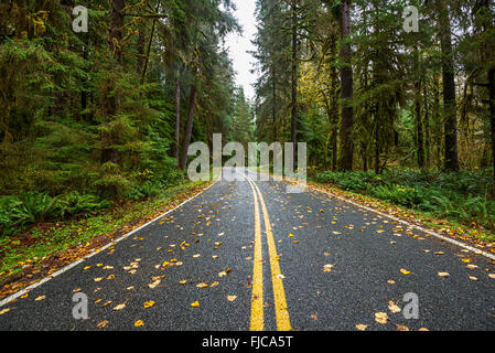 Verlassenen Straße in Hoh Rainforest der Olympic National Park. Stockfoto