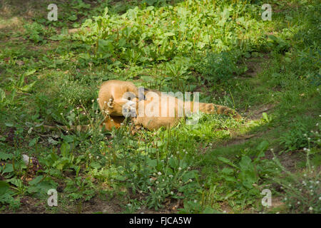 der große Nase Waschbär nach Mahlzeit sehr fröhlich Zeit verbringt Stockfoto