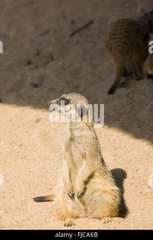 fröhlich und schön Surikata gehen über das eigene Geschäft im sand Stockfoto