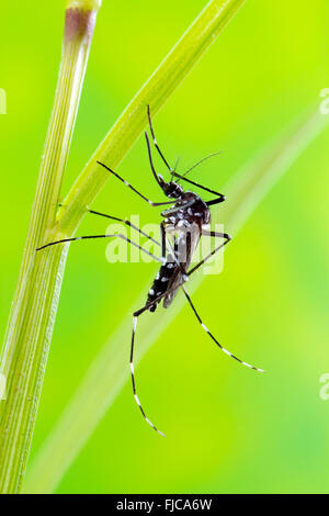 Asiatische Tigermücke (Aedes Albopictus) Stockfoto