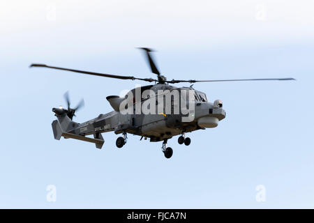 Royal Navy (schwarze Katzen Display Team) Agusta Westland AW-159 Wildcat HMA2 einige Flüge rund um die maltesischen Inseln. Stockfoto