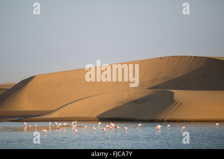 Flamingos in der Walfischbucht Feuchtgebiet Stockfoto