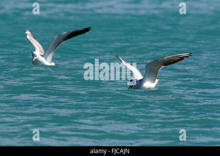 Möwe im Flug über das Mittelmeer Stockfoto