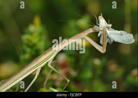 Lila geflügelten Mantis Fütterung auf Kohl weißen Schmetterling Stockfoto