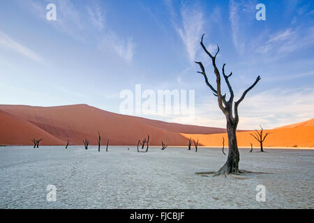 Deadvlei Gebiet von Sossusvlei, Namibia. Stockfoto