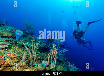 Weichkorallen in der Nähe von Cayo Largo, Kuba Stockfoto