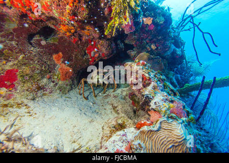 Roten Hummer in freier Wildbahn, Cayo Largo, Kuba Stockfoto