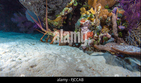 Roten Hummer in freier Wildbahn, Cayo Largo, Kuba Stockfoto