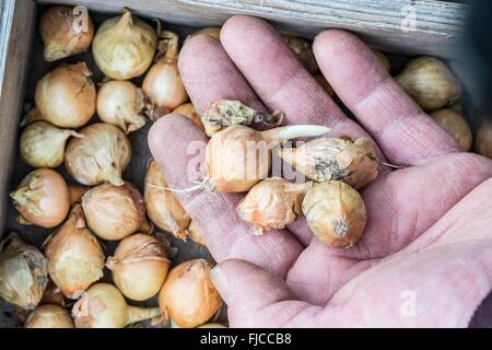 Gärtner hand zeigen kranke, beschädigte und "erschossen" Steckzwiebeln, die ungeeignet für die Bepflanzung sind. Stockfoto