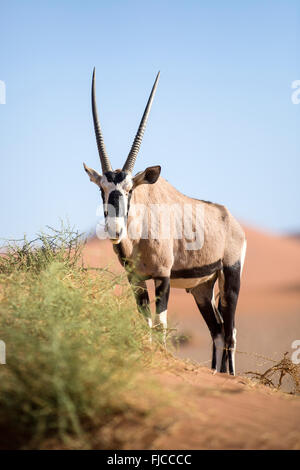 Gemsbock auf Sanddüne Stockfoto