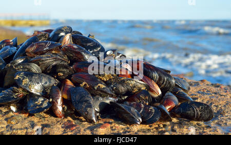 Muscheln auf den Felsen gegen eine stürmische See Stockfoto