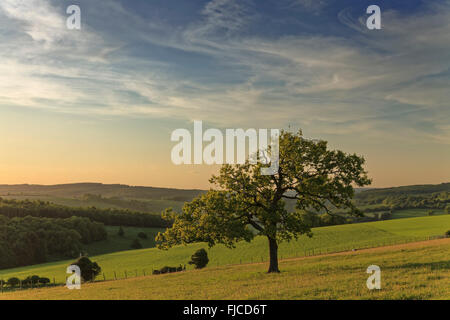 Einsamer Baum bei Sonnenuntergang und Blick auf Goodwood Countyside, West Sussex Stockfoto