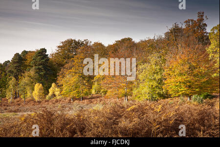 Kirche-Moor, New-Forest-Nationalpark, Hampshire Stockfoto