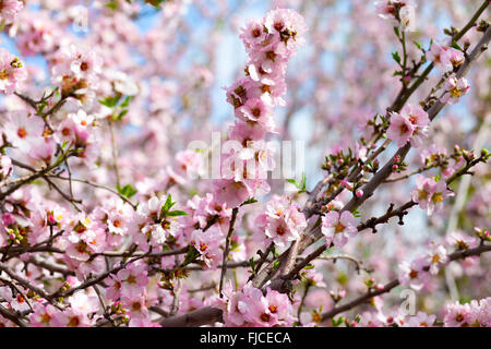 Masse der rosa blühenden Mandel Blumen auf den Ästen Stockfoto