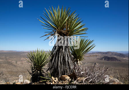 Yucca Pflanze, Joshua Tree Nationalpark Kalifornien USA Stockfoto