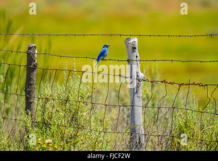 Vögel, Mountain Blue Bird thront auf einem Zaun. Idaho Zustand-Vogel, Idaho, USA Stockfoto