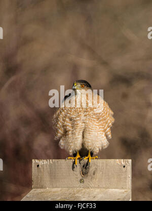 Tierwelt, männliche Reife Coopers Hawk thront oben auf Brautente Box, USA Stockfoto