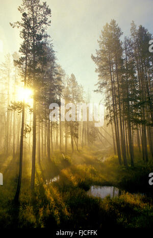 Morgennebel mit Licht durch eine Lodge Pole Kiefer Wald und Sumpf Pools gucken. Harriman State Park, Idaho, USA Stockfoto