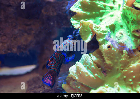 Kleine tropische Fische Mandarienenfische Stockfoto