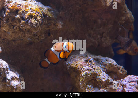 Westlichen Clown Anemonenfisch Stockfoto