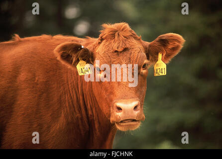 Babe, Montana, USA. Ohrmarken sind auf einem Vieh innerhalb einer großen Herde verwendet, um das Eigentum und die Identität jedes Tier zu identifizieren. Stockfoto