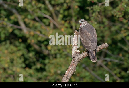 Bussard - Buteo Buteo Sitzstangen auf Ast. Winter. UK Stockfoto