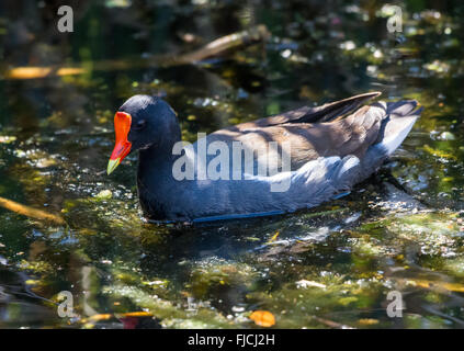 Eine gemeinsame Gallinule (Gallinula Galeata) schwimmen in einem See im Brazos Bend State Park. Houston, Texas, USA. Stockfoto