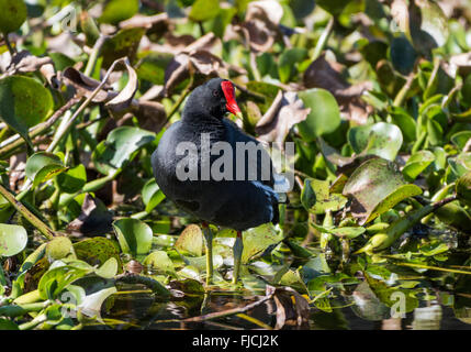 Eine gemeinsame Gallinule (Gallinula Galeata) stehend auf Wasser-Hyazinthe im Brazos Bend State Park. Houston, Texas, USA. Stockfoto