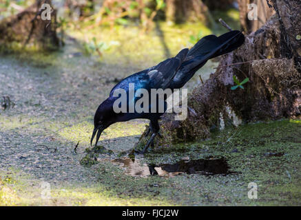 Ein Boot-angebundene Grackle (Quiscalus großen) Futter in den Sumpf von Brazos Bend State Park. Houston, Texas, USA. Stockfoto